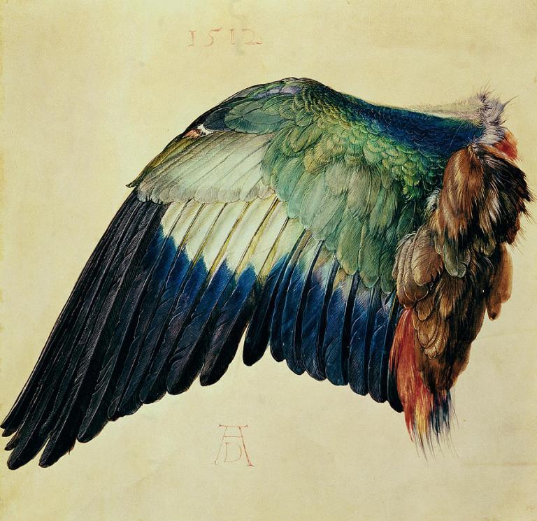 wing-of-a-blue-roller-albrecht-durer